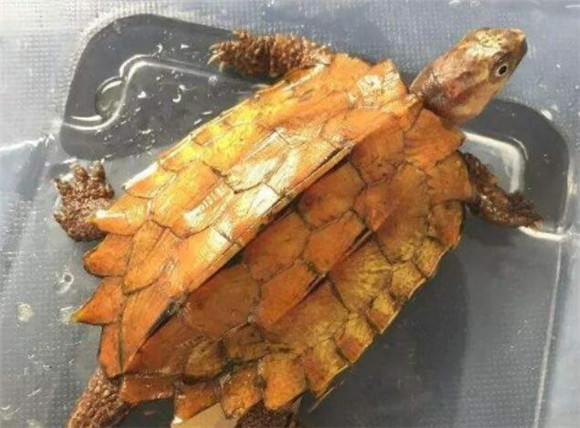 枫叶龟吃什么 枫叶龟吃什么