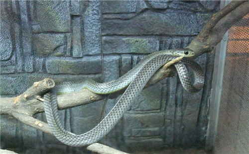 灰鼠蛇