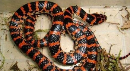 红斑蛇是保护动物吗