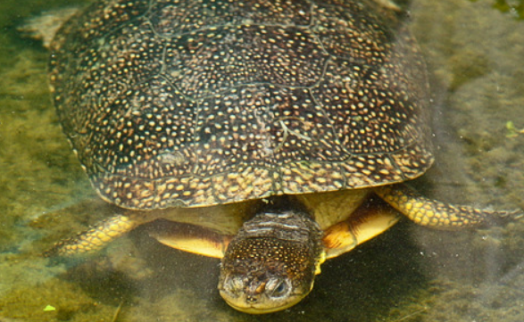流星泽龟寿命多少年