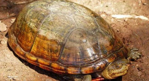 阿拉莫泥龟深水养还是浅水养