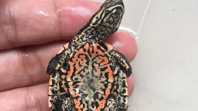 花面蟾龟好养吗