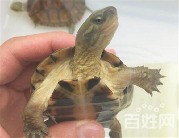 腊戍拟水龟雌雄如何辨别 腊戍拟水龟雌雄如何辨别