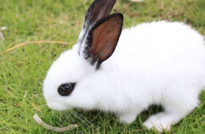 自带“黑眼圈”的海棠兔，你不想选购一只吗？