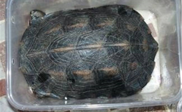 缅甸黑山龟值钱吗