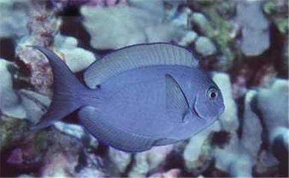 汤臣吊和什么鱼混养好