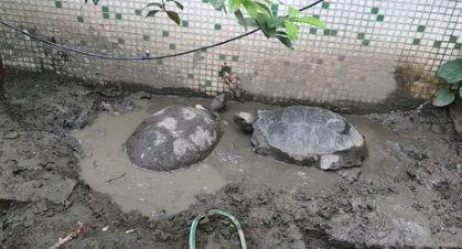 靴脚陆龟腐皮怎么治
