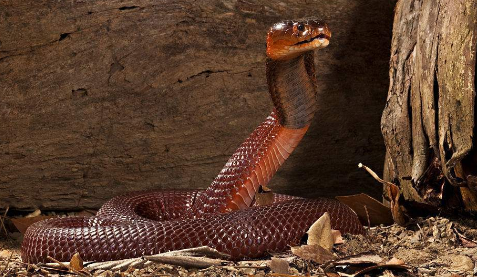 红颈射毒眼镜蛇吃什么