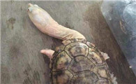 长颈龟生病怎么处理