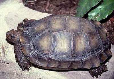 靴脚陆龟吃什么