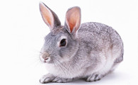 经典的肉兔品种——银狐兔，有人认识它吗？