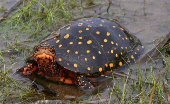 星点水龟深水养还是浅水养