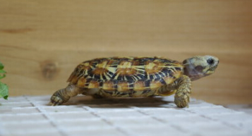 饼干龟怎么认识主人 饼干龟怎么认识主人