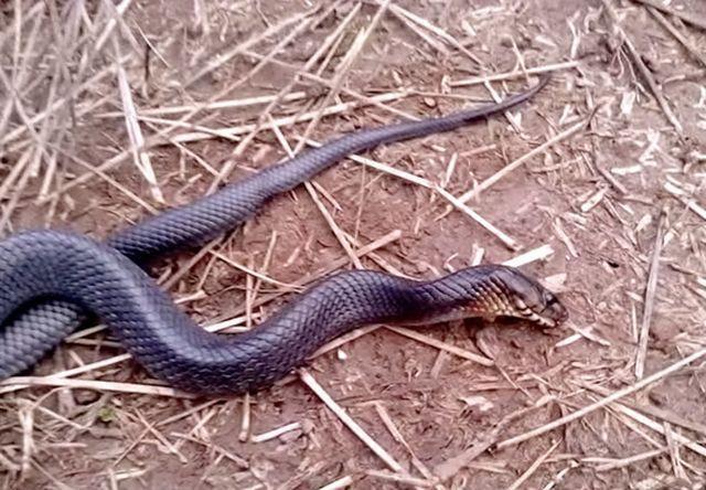 靛青蛇会攻击人吗