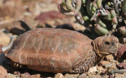 包兰格海角陆龟可以深水养吗