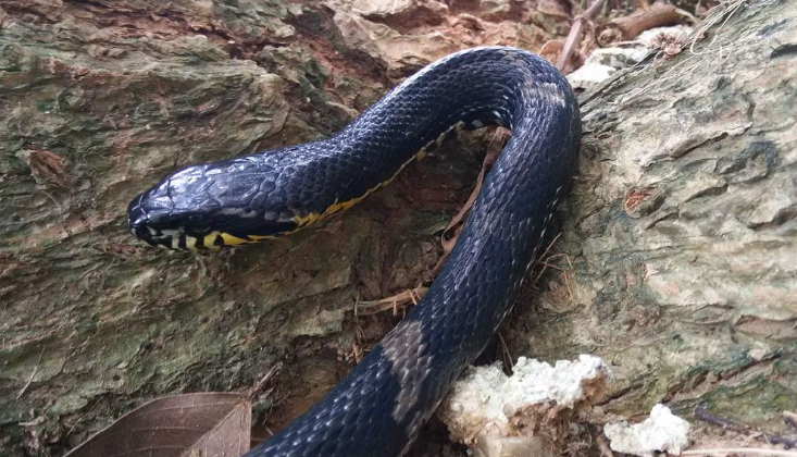 棕黑锦蛇会攻击人吗