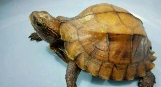 条颈摄龟深水养还是浅水养 条颈摄龟深水养还是浅水养