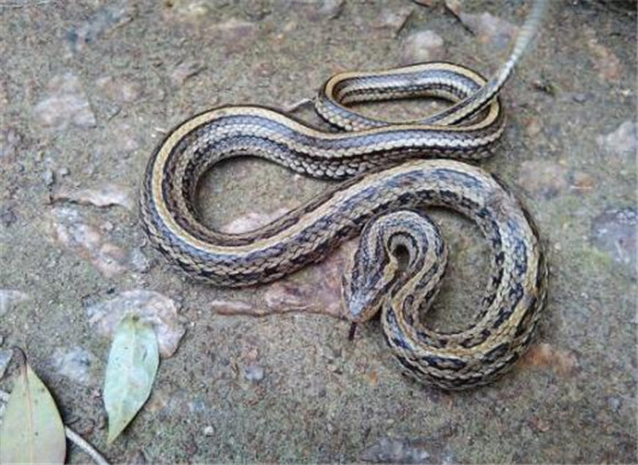 斜鳞蛇是国家几级保护动物