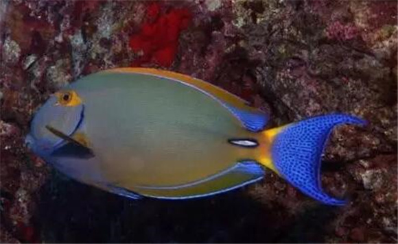 鳃斑吊好养吗 鳃斑吊好养吗