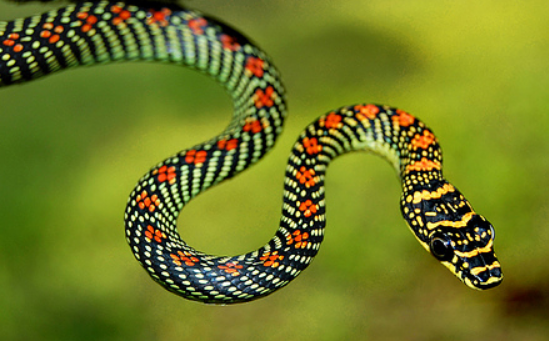 天堂金花蛇有毒吗