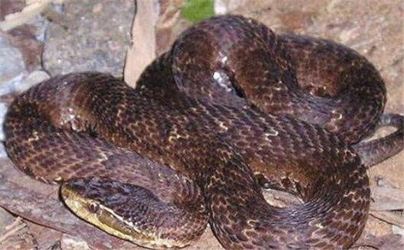 土球子长什么样子