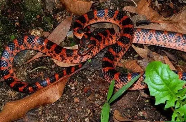 红斑蛇会攻击人吗