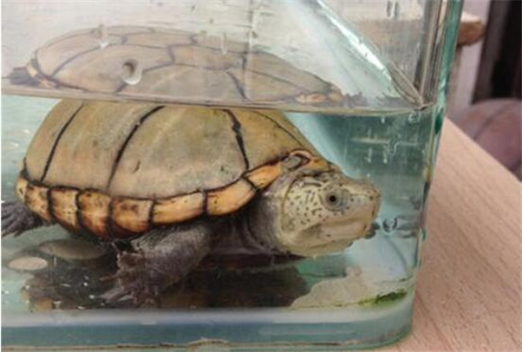 阿拉莫泥龟生病怎么处理
