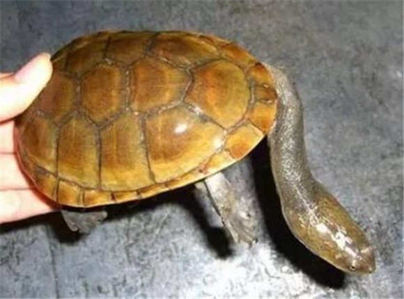 南美蛇颈龟怎么分雌雄