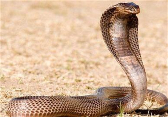 埃及眼镜蛇有毒吗