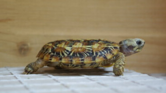 饼干龟值钱吗 饼干龟值钱吗