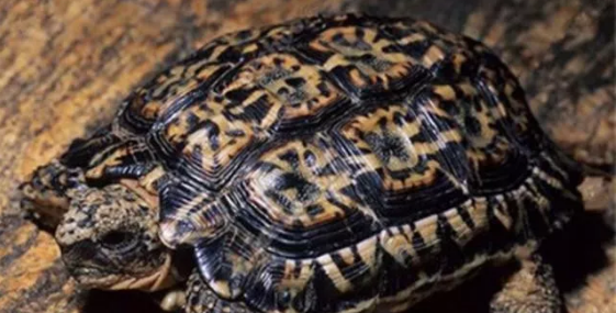 斑点陆龟雌雄如何辨别