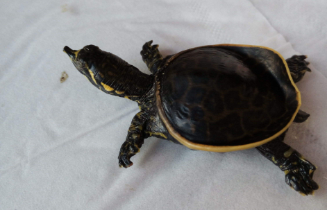 山瑞鳖怎么分雌雄