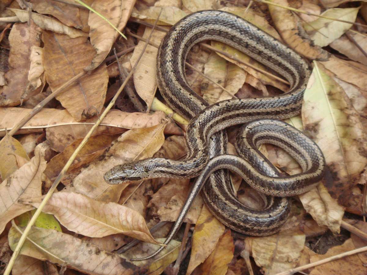 白条锦蛇是国家几级保护动物