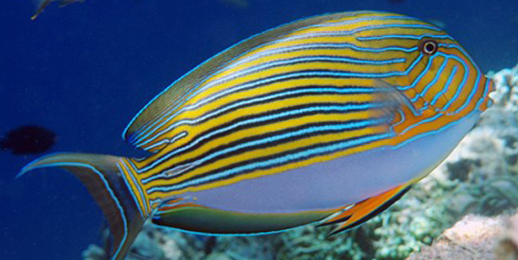 纹吊在水族箱中的最大体长可达40cm,身体由水平的