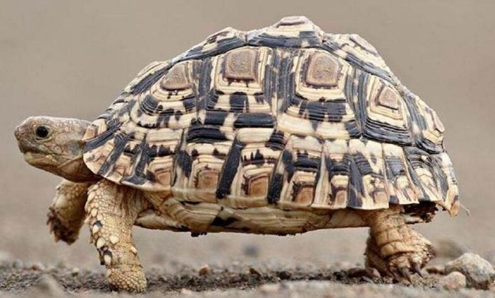 豹纹陆龟吃什么