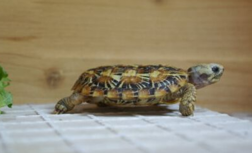 饼干龟深水养还是浅水养