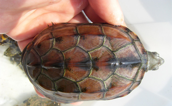 腊戍拟水龟深水养还是浅水养