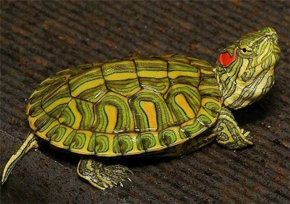 黄腹滑龟值钱吗