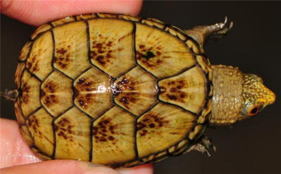哥伦比亚泥龟图片