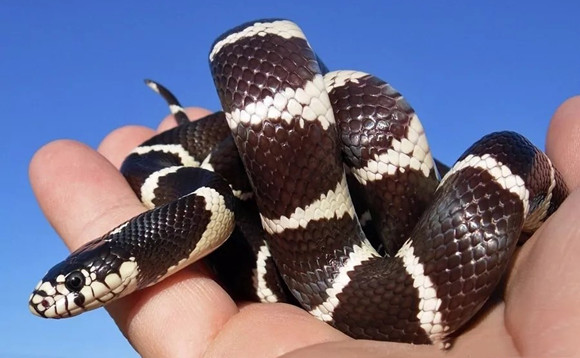 加利福尼亚王蛇图片