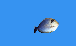 斑角吊能长大吗