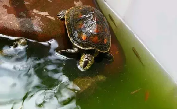 中华花龟寿命多少年 中华花龟寿命多少年