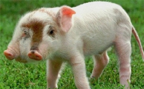 宠物猪多少钱一只-宠物猪会长大吗-宠物猪的品种