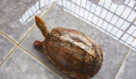 艾氏拟水龟腐皮怎么