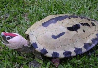 咸水泥彩龟冬眠吗