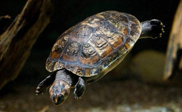 希氏蟾龟怎么冬眠