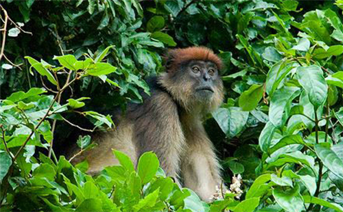 乌干达红疣猴