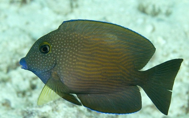 蓝嘴吊水温多少合适