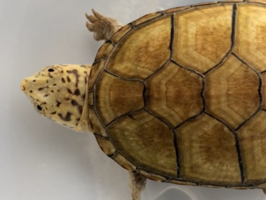 亚洲山龟吃什么