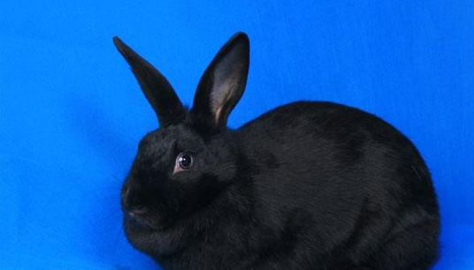 繁殖力强的黑色獭兔赶紧了解一下吧